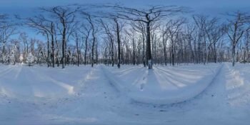 Snowy Forest Path 02 HDRI