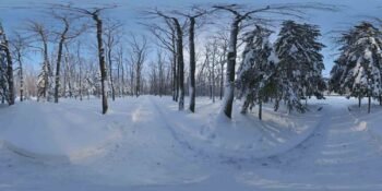 Snowy Forest Path 01 HDRI