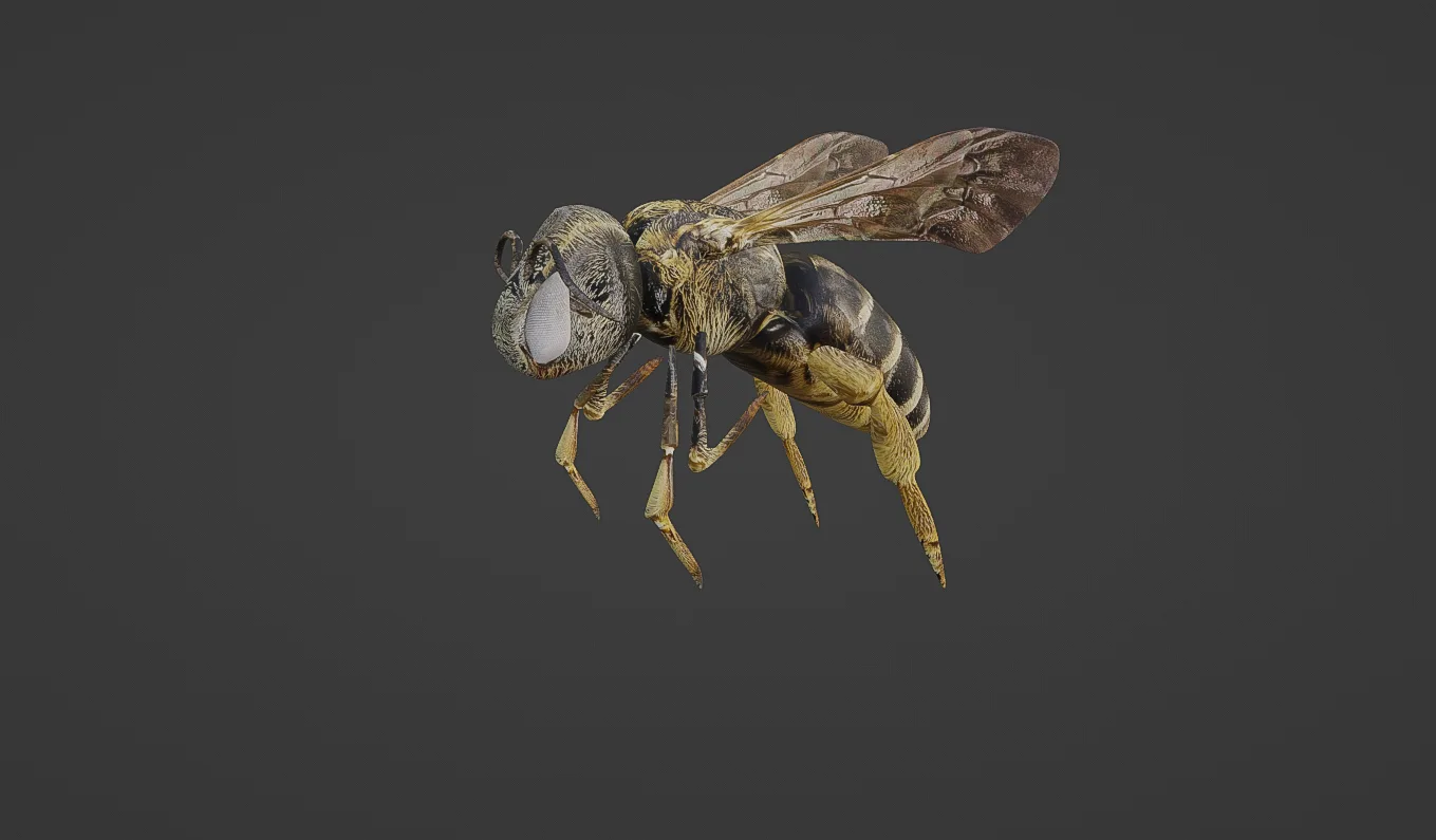 Honey Bee 3d Model